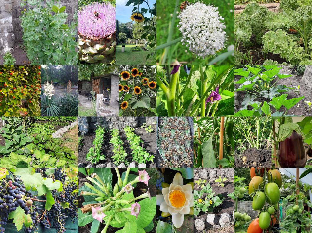 collage bl 4.jpg